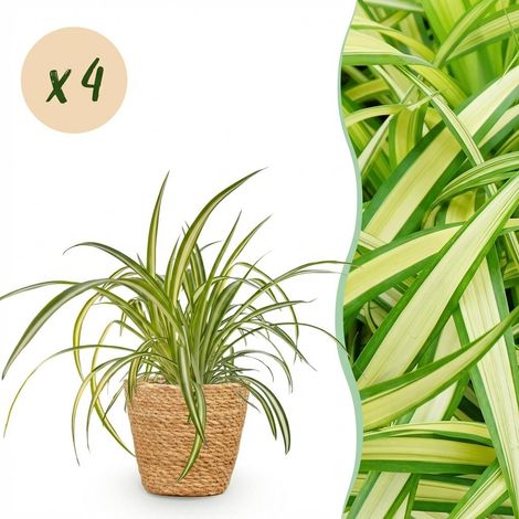 Lot de 4 Plantes d'Intérieur Chlorophytum Variegatum Plante Araignée avec Panier Pot 12cm H20cm - PANGIVO (1/5)
