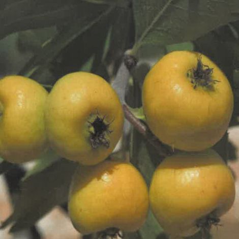 PIANTA DA FRUTTO AZZERUOLO GIALLO in vaso 20 - età 2/3 anni (foto reali)