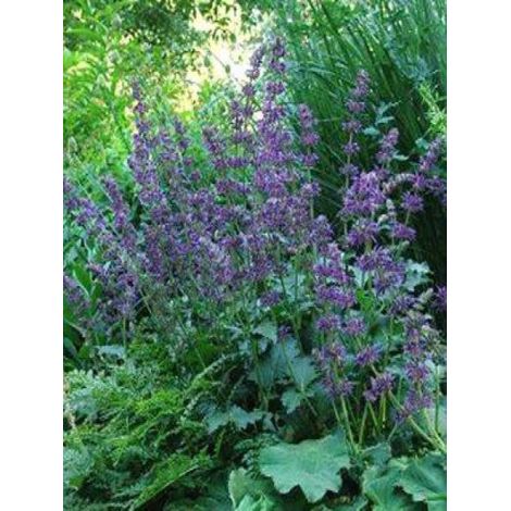 Sauge verticillée 'Purple Rain' Pot de 3L/4L
