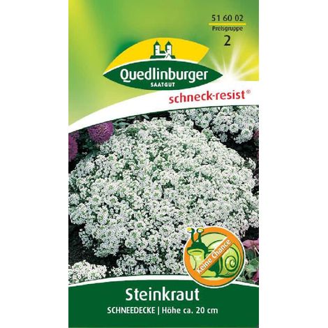 Quedlinburger Steinkraut Schneedecke - Blumensamen (1/2)