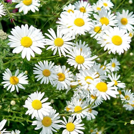Graines de Marguerite 20000 – Fleurs Blanches, Plantation Facile, Jardin, Terrasse et Pots, Non-OGM (1/5)