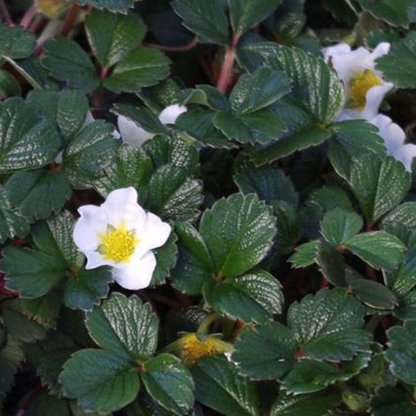 4 x Fraisier du Chili - Fragaria chiloensis  - godet 9x9 cm