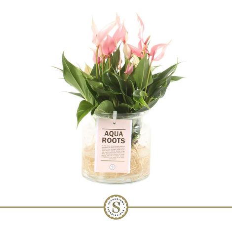 Anthurium Aqua Roots Lilli Plante d'Intérieur dans un Vase en Verre H35 x L17 cm - PANGIVO