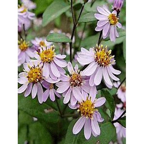 Aster 'Harry Schmidt' Godet de 8/9 cm