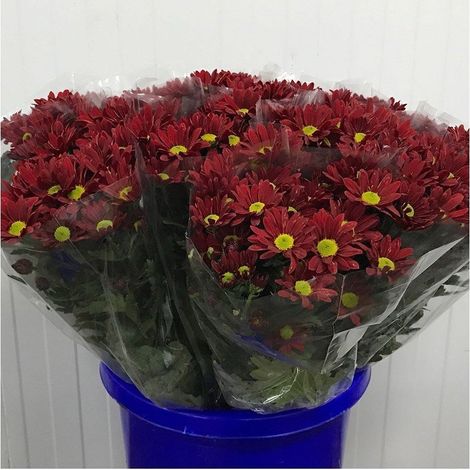 Margarita Crisantemo  Flor Natural  Crisantemo Bacardi  Ramo de 5 tallos  70cm de alto