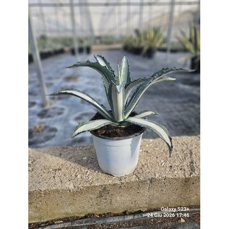 AGAVE AMERICANA MEDIOPICTA ALBA POT 17 (1/4)