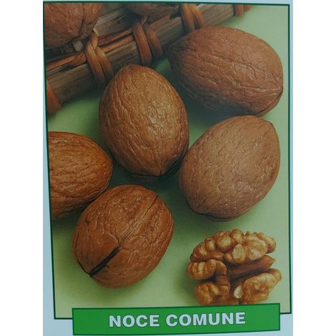 Noce Comune - pianta di 3 anni (1/2)