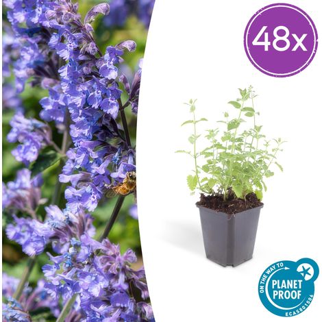 Lot de 48 Nepeta Six Hills Giant Menthe des Chats Floraison Bleu-Lilas 10-25 cm Pot Ø 9 cm - PANGIVO (1/5)