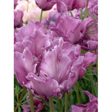 Tulipe perroquet 'Blue Parrot' Bulbe calibre 12+ (par 10) (1/2)