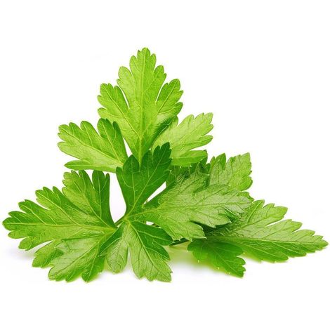 EMSA CLICK & GROW CORIANDRE (M5261300) CLICK AND GROW (1/2)