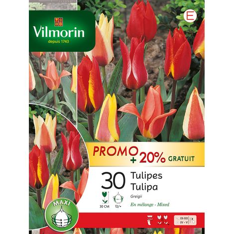 Vilmorin Tulipe Greigii en Mélange (x30) + 25% Offert (1/2)