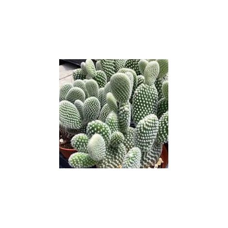 Opuntia microdasys albispina (Bunny ear cactus) 1 talee/cuttings bianco/white