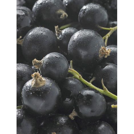 Cassissier 'Delbard Robusta' Pot de 2L/3L