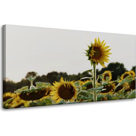 Leinwanddruck Botanik Sonnenblumenfeld 80x40