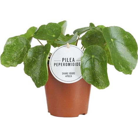 Pilea Sugar Plante d’intérieur compacte feuillage décoratif pot 13 cm hauteur 20 cm - PANGIVO