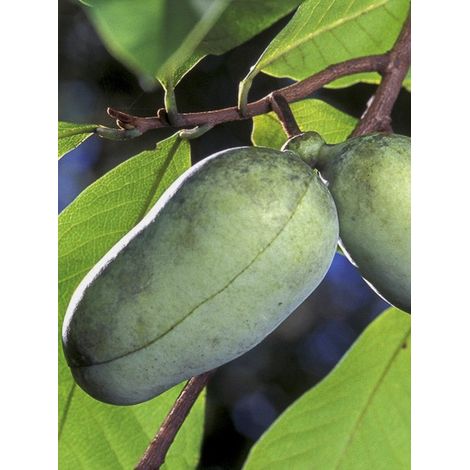 Asiminier, Pawpaw Pot de 2L/3L (1/5)