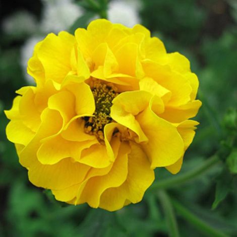 4 x Benoîte  - Geum chiloense 'Lady Stratheden'  - godet 9x9 cm (1/4)