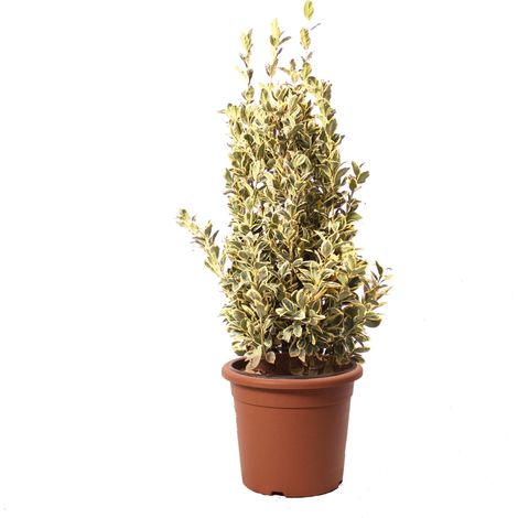 Euonymus Japonicus Bravo - Evonimo - Piante da Esterno da Siepe - H 100-125 cm Vaso Ø 30 cm