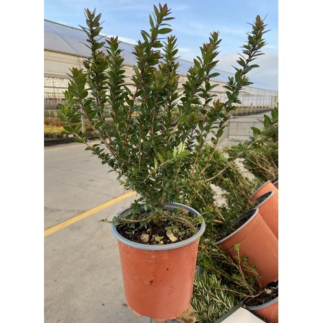 Gardenaria Myrtus communis 'Tarentina' - Arbusto ornamentale da giardino - Altezza: 40/60 cm (vaso19) (1/2)