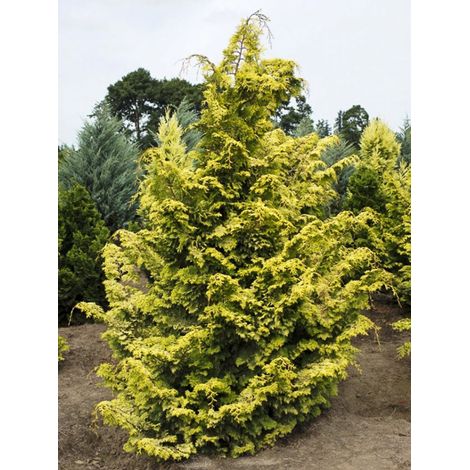 Cyprès hinoki du Japon 'Aurea' Pot de 12L/15L, Tige de 60 cm