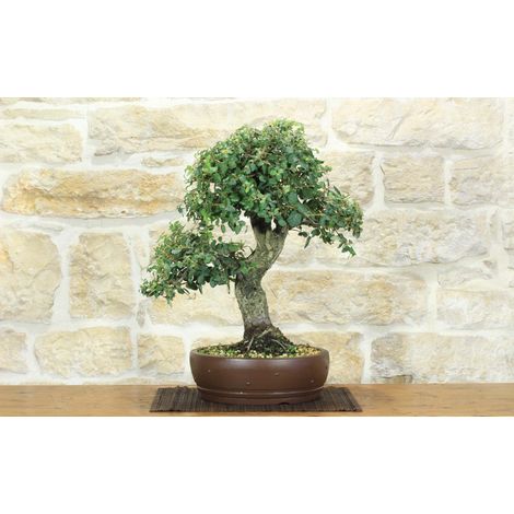 Bonsai di Quercia da Sughero (53) (1/5)