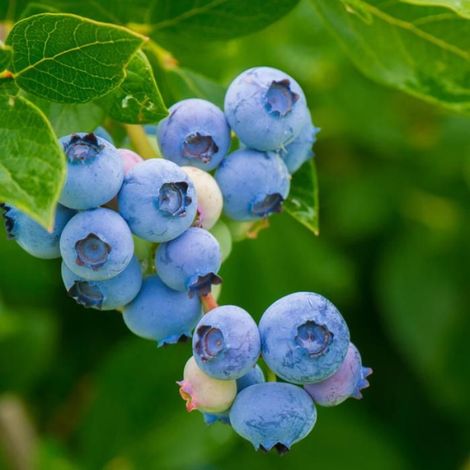 Myrtillier arbustive - Vaccinium corymbosum 60 cm Pot 2L (1/2)