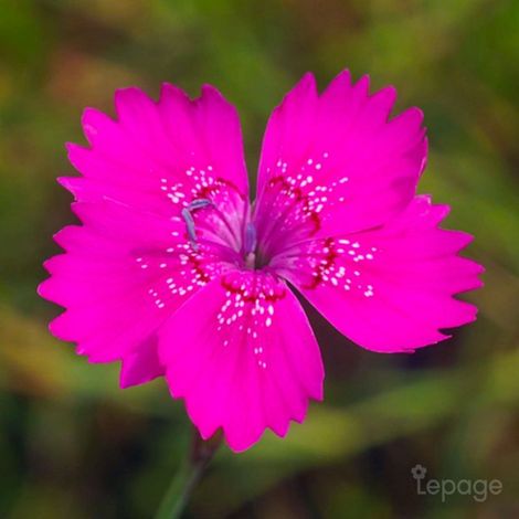 3 Oeillets à Delta 'Rosea' (Dianthus Deltoides 'Rosea')