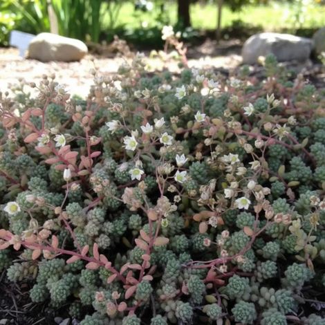 Orpin Rosenteppich, Sedum/Godet