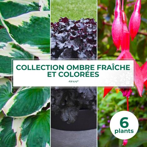 Collection de 6 vivaces pour ombre fraîche et colorées (1/2)