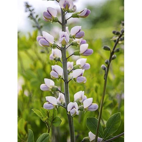 Podalyre 'Pink Form' Godet de 8/9 cm