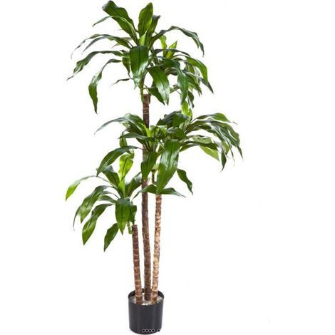 Dracaena artificiel Fragrans 3 troncs en pot H 150 cm Vert D 70 cm - dimhaut: H 150 cm - couleur: Vert