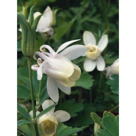 Ancolie naine 'Cameo White' Godet de 8/9 cm (1/2)