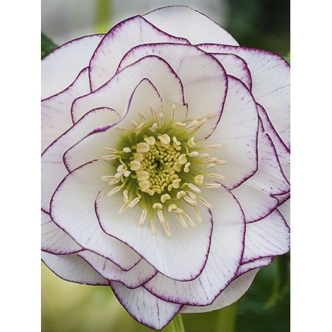 Hellébore 'Double White Red-Purple Edge' Pot de 2L/3L (1/2)