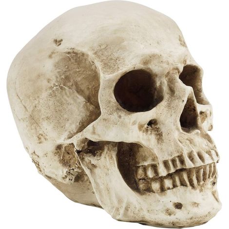 Modèle de crâne humain - Squelette médical en résine réaliste - Réplique de la tête grandeur nature pour lenseignement médical anatomique et la décoration de fête dHalloween