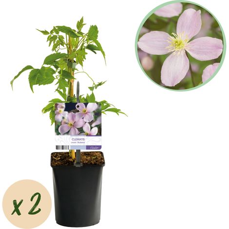 Clématite montana Rubens Plante Grimpante à Fleurs Rose Pâle Lot de 2 Pot 11cm Hauteur 40cm - PANGIVO (1/5)