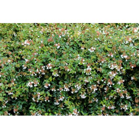Gardenaria Abelia grandiflora - Arbusto ornamentale da giardino - Altezza: 30/35 cm (vaso19) (1/5)