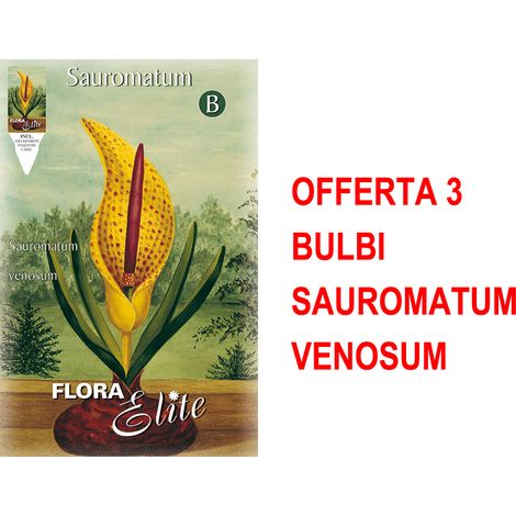 BULBI PRIMAVERILI OFFERTA 3 BULBI SAUROMATUM VENOSUM BULBS RARO