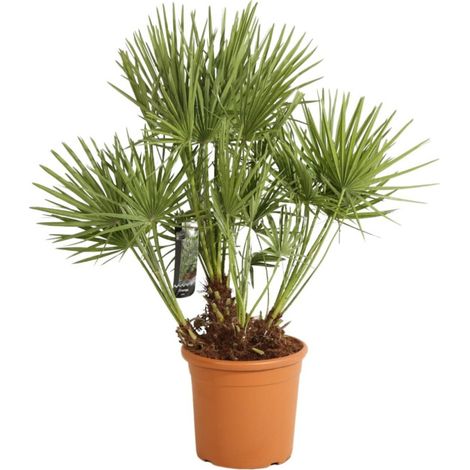 Palmier nain Chamaerops humilis 120/130cm Pot 15L