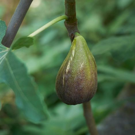 PIANTA DA FRUTTO FICO LUNGO DEL PORTOGALLO in vaso 20 età 2/3 anni (foto reali)