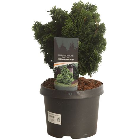 Faux-cyprès du Japon 'Nana Gracilis' Pot 5L 30/40cm - Chamaecyparis obtusa Nana Gracilis (1/2)