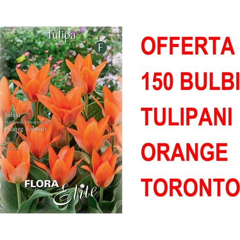 OFFERTA 150 BULBI DI TULIPANO MULTI-FLOWERED ORANGE TORONTO
