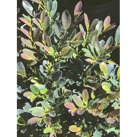 Distylium 'Coppertone' Pot de 2L/3L (1/2)
