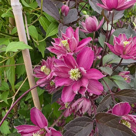 Clématite montana Double Raspberry Truffle 'Hyfatis08'/Pot de 1,5L - Tuteur bambou 30/60 cm (1/5)