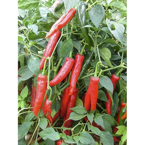 Piment 'Impala' Pot de 10 cm/11cm