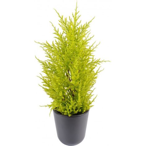 Plante Artificielle / Junipérus Artificiel Vert /Jaune - Dim : 55 x 15 cm -PEGANE- (1/2)