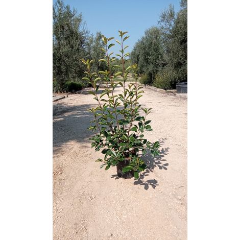N. 10 PIANTE DI PHOTINIA red robin vaso 24 cm alte 130/150 cm rossa (foto reale)