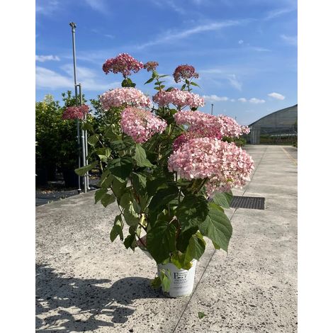 Gardenaria Ortensia - Hydrangea arborescens 'Pink Annabelle' - Pianta acidofila ornamentale da esterno - Altezza: 30/40 cm (vaso18) (1/3)