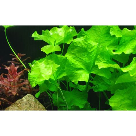 Aquarium Pflanze Nymphoides hydrophylla Taiwan Nr.041B