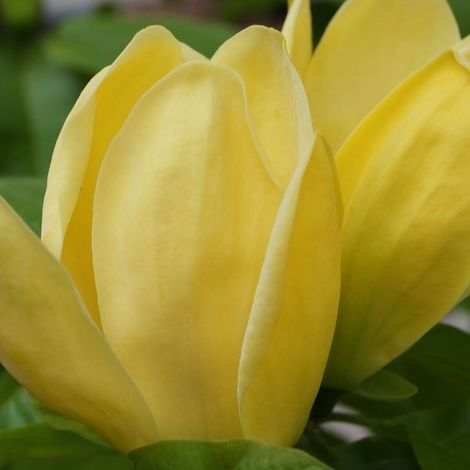 Magnolia Yellow Bird/Pot de 5L - Touffe
