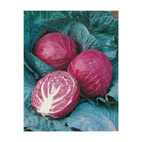 CHOU ROUGE TETE NOIRE - 2 G